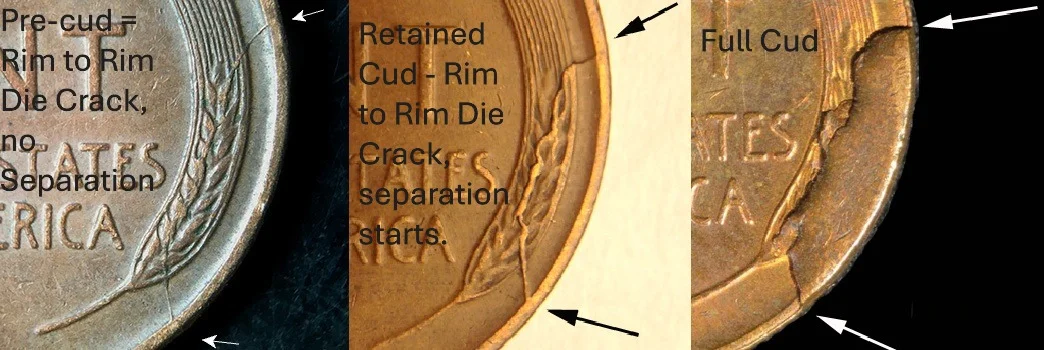 Cud formation progression showing pre-cud, retained cud, and full cud stages