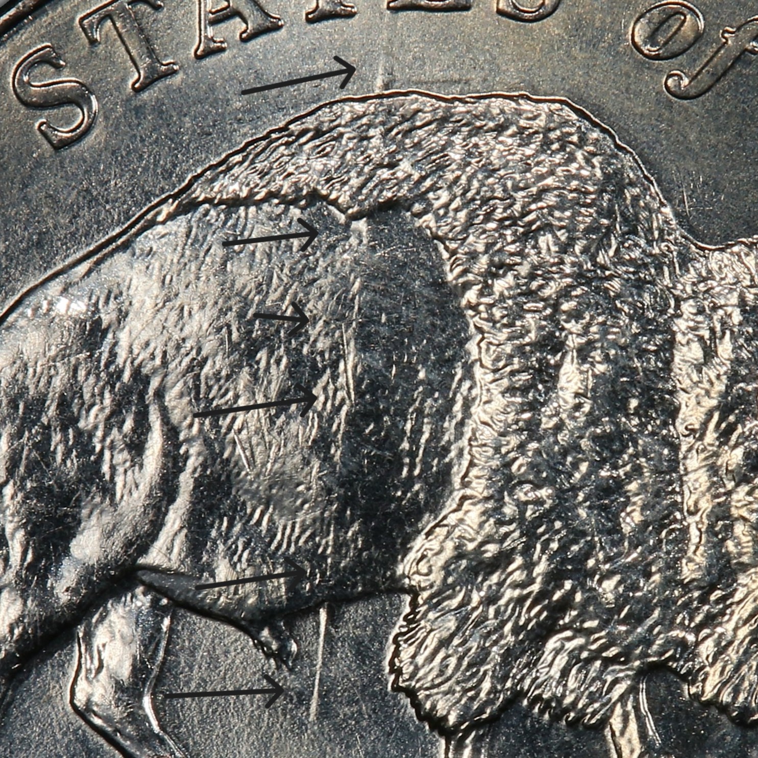 Close-up of the spear die gouge through the bison