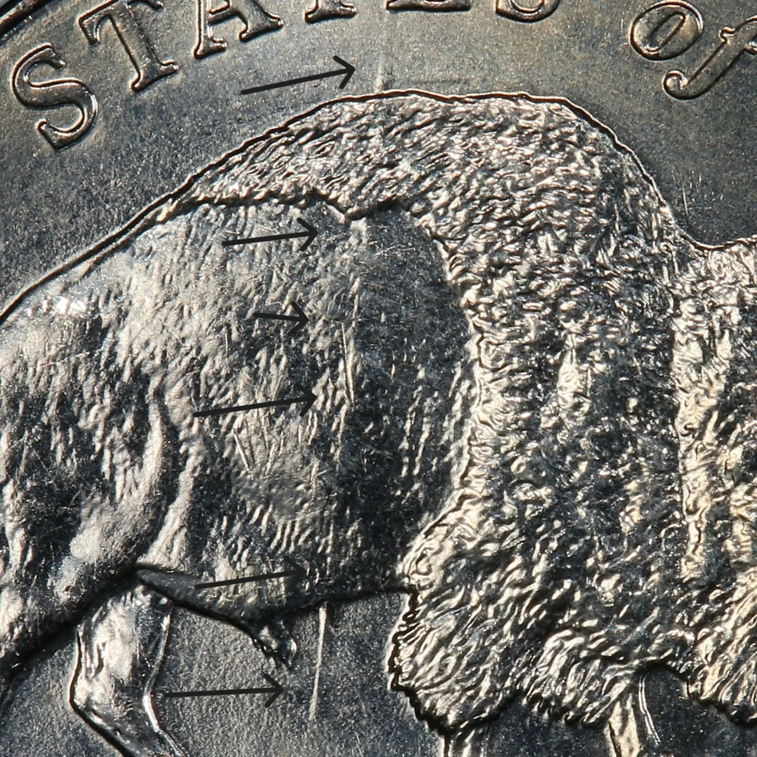 Close-up of the spear die gouge through the bison