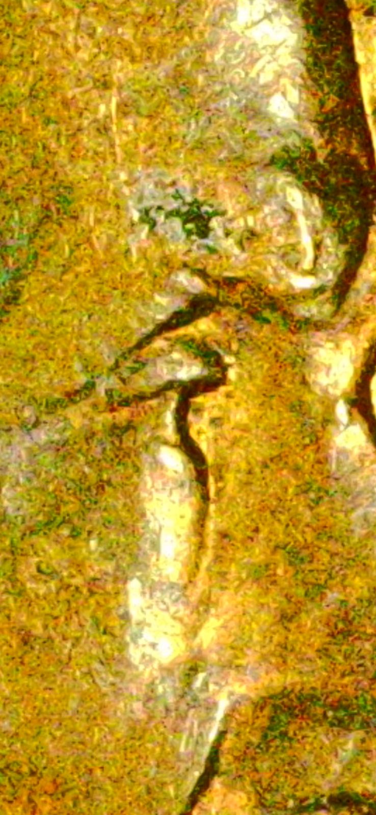 Forum image