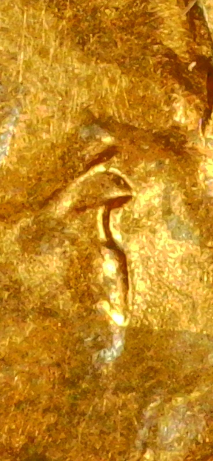 Forum image