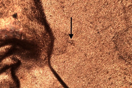 Image 13