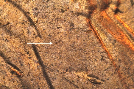Image 15