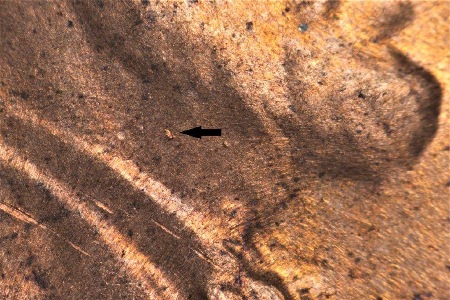 Image 14