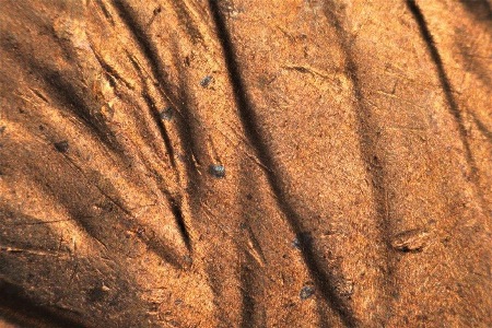 Image 68