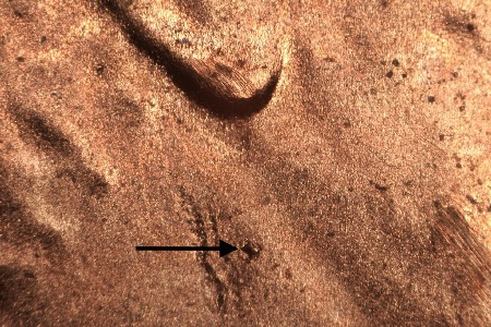 Image 15