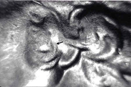Image 8