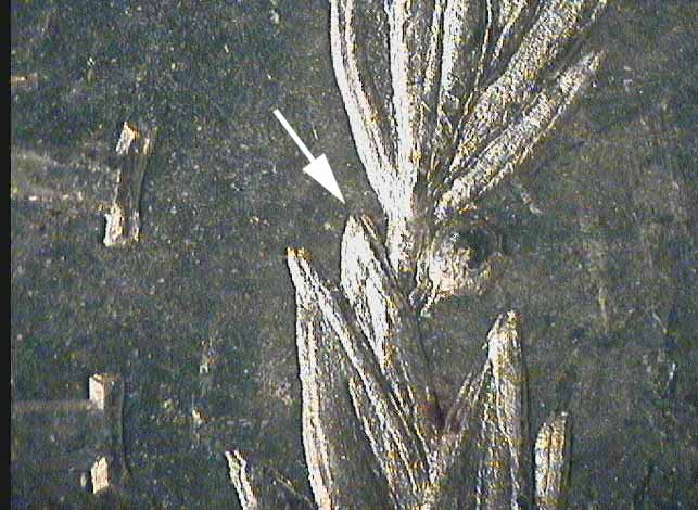 Image 31