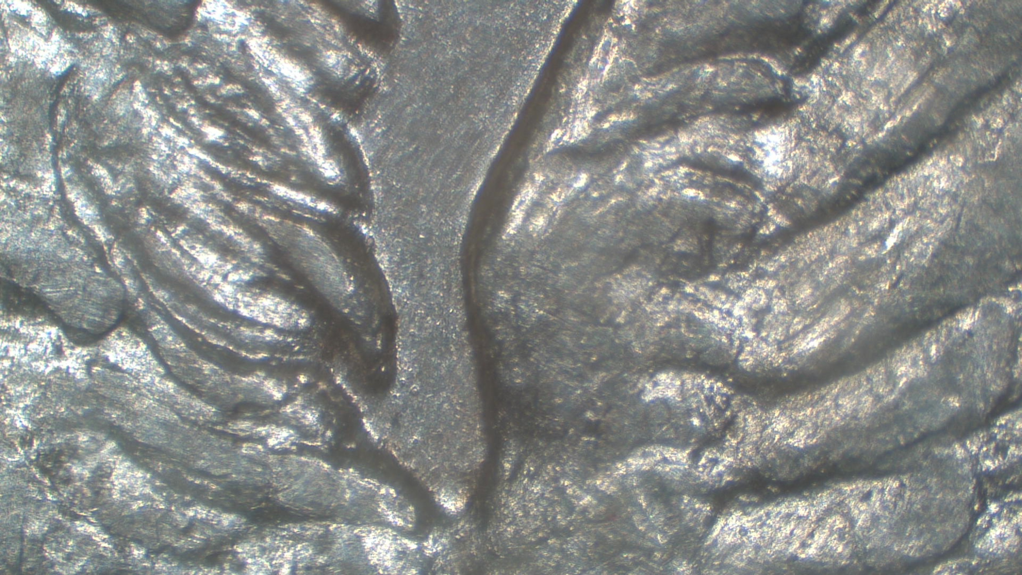 Image 16