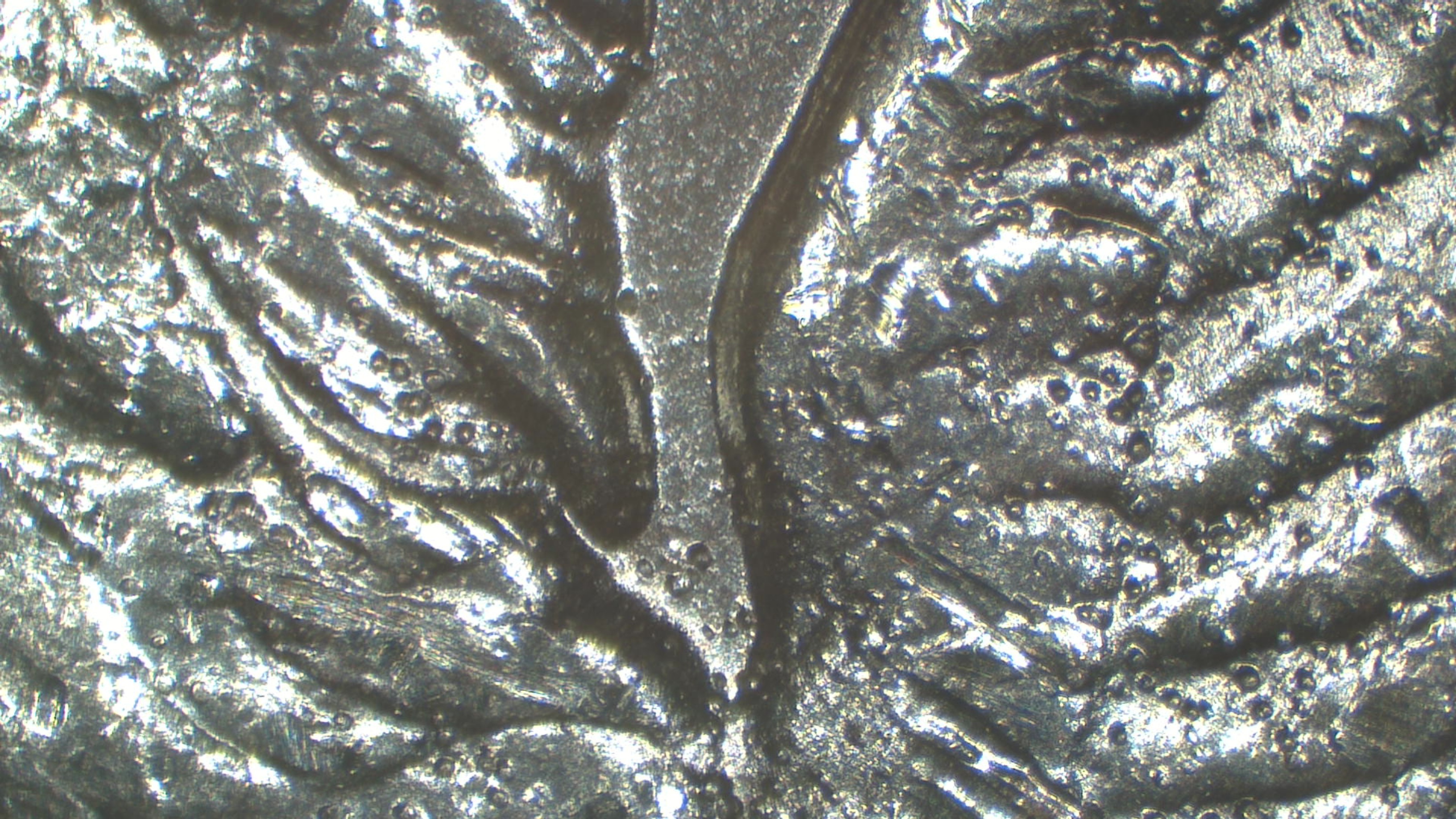 Image 17