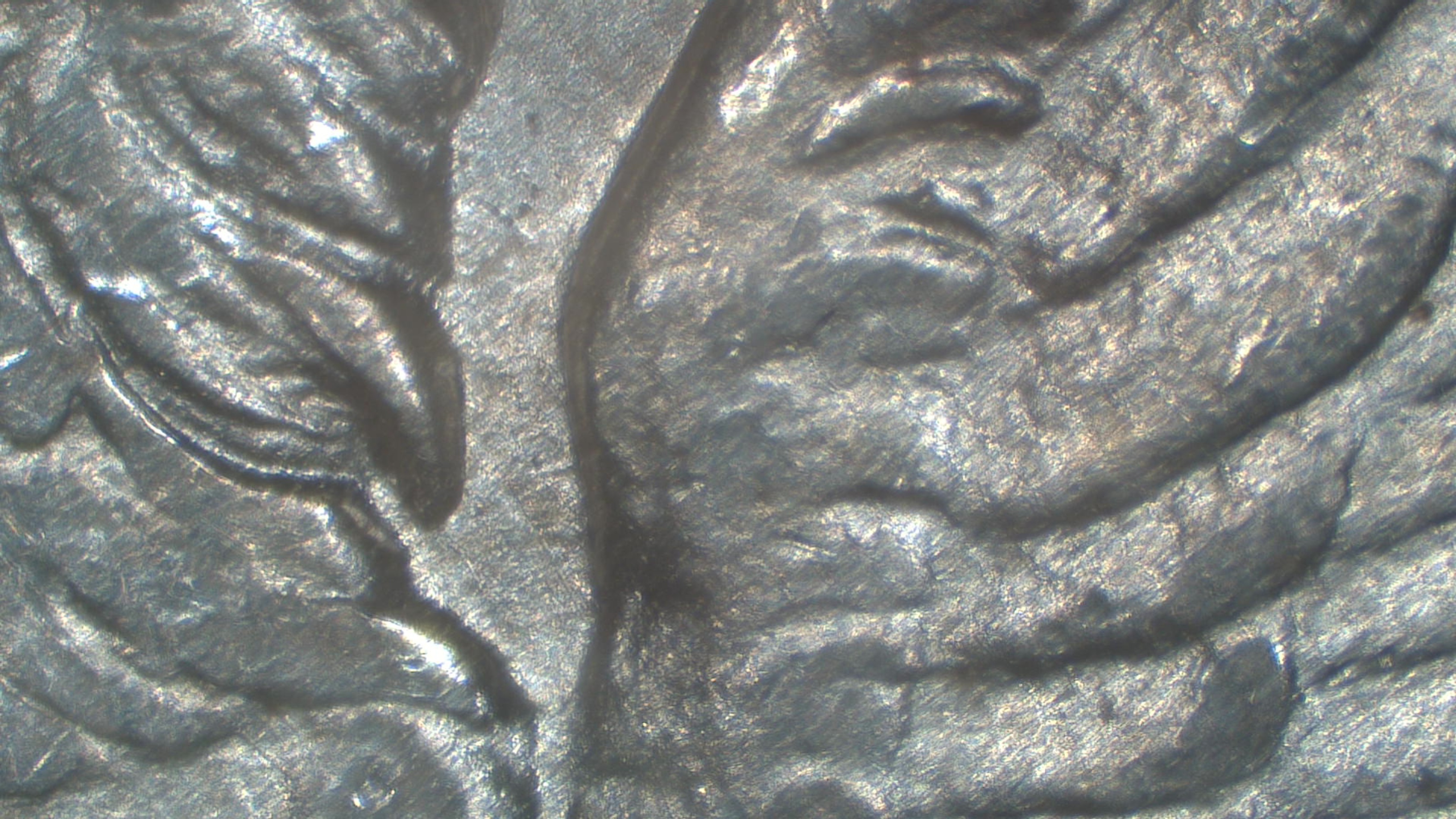 Image 15