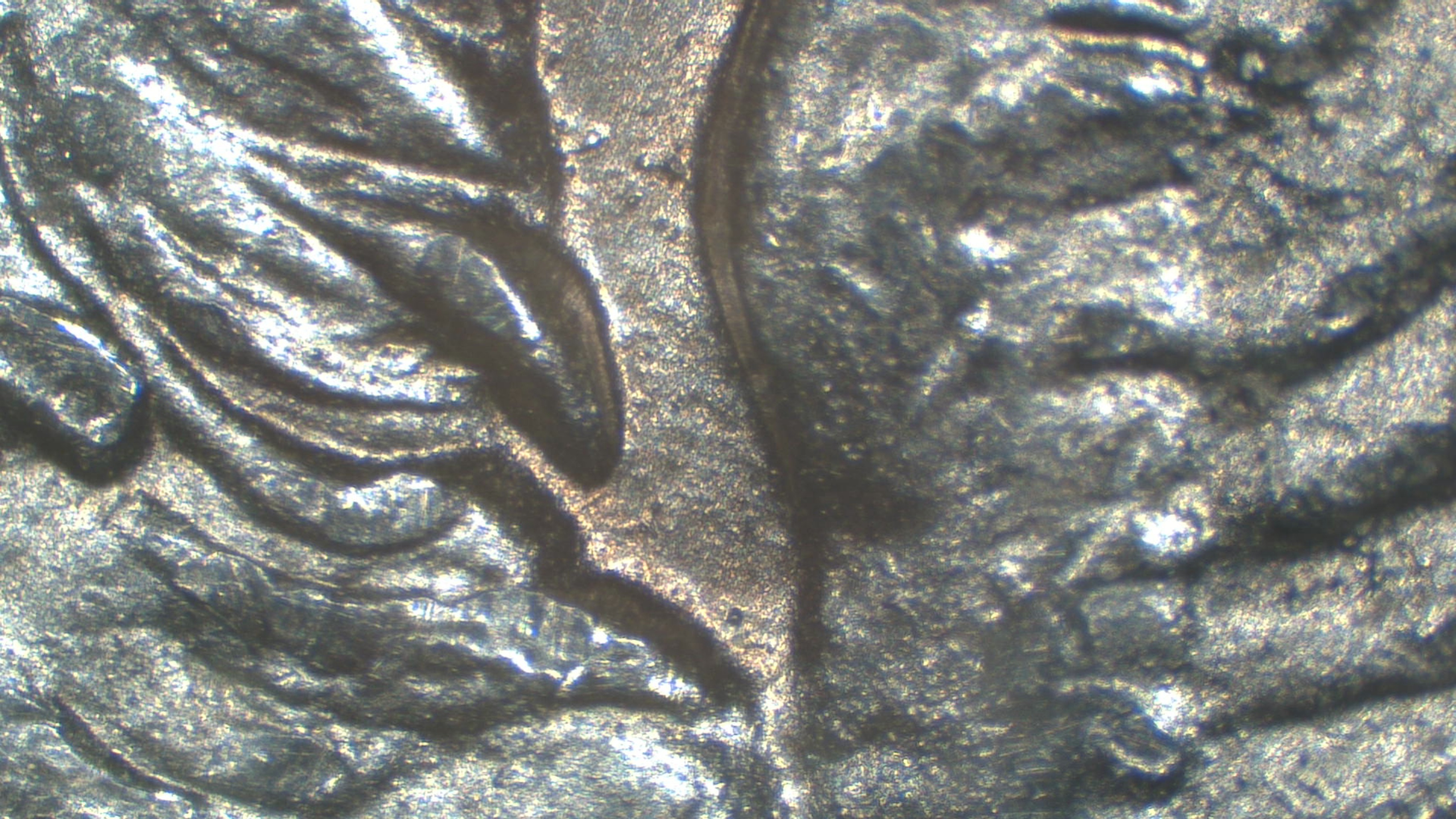 Image 51