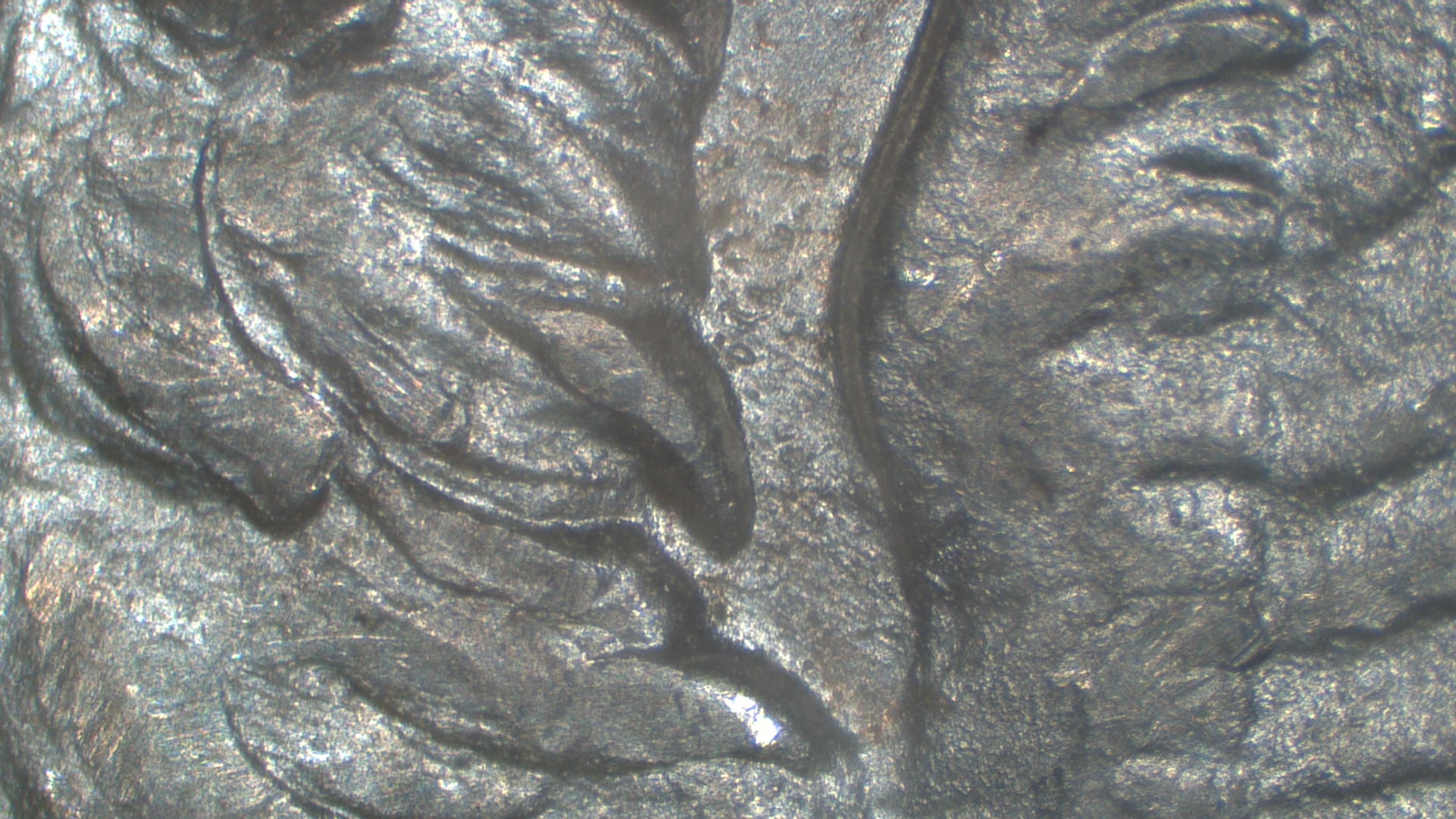 Image 59