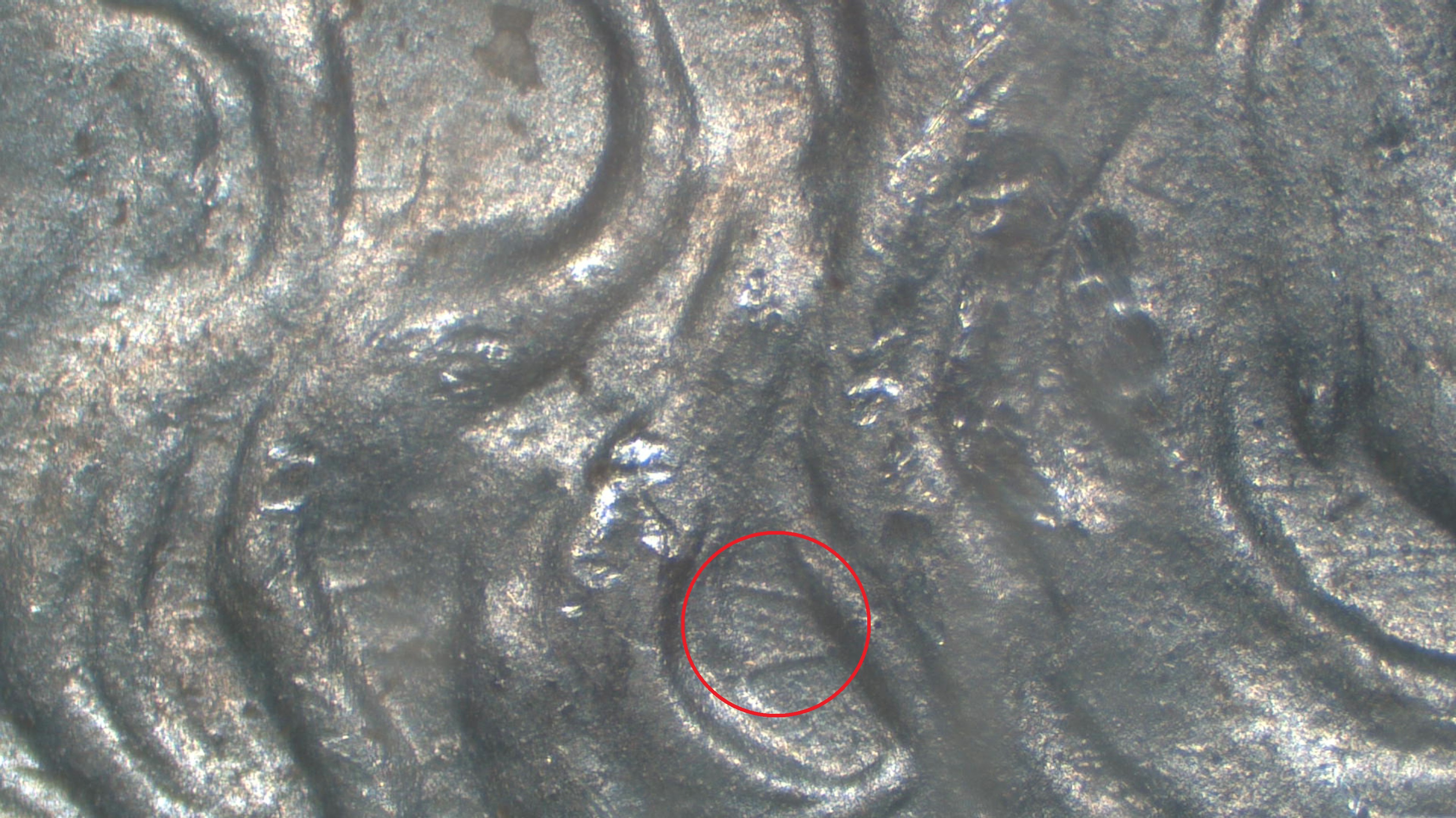 Image 10