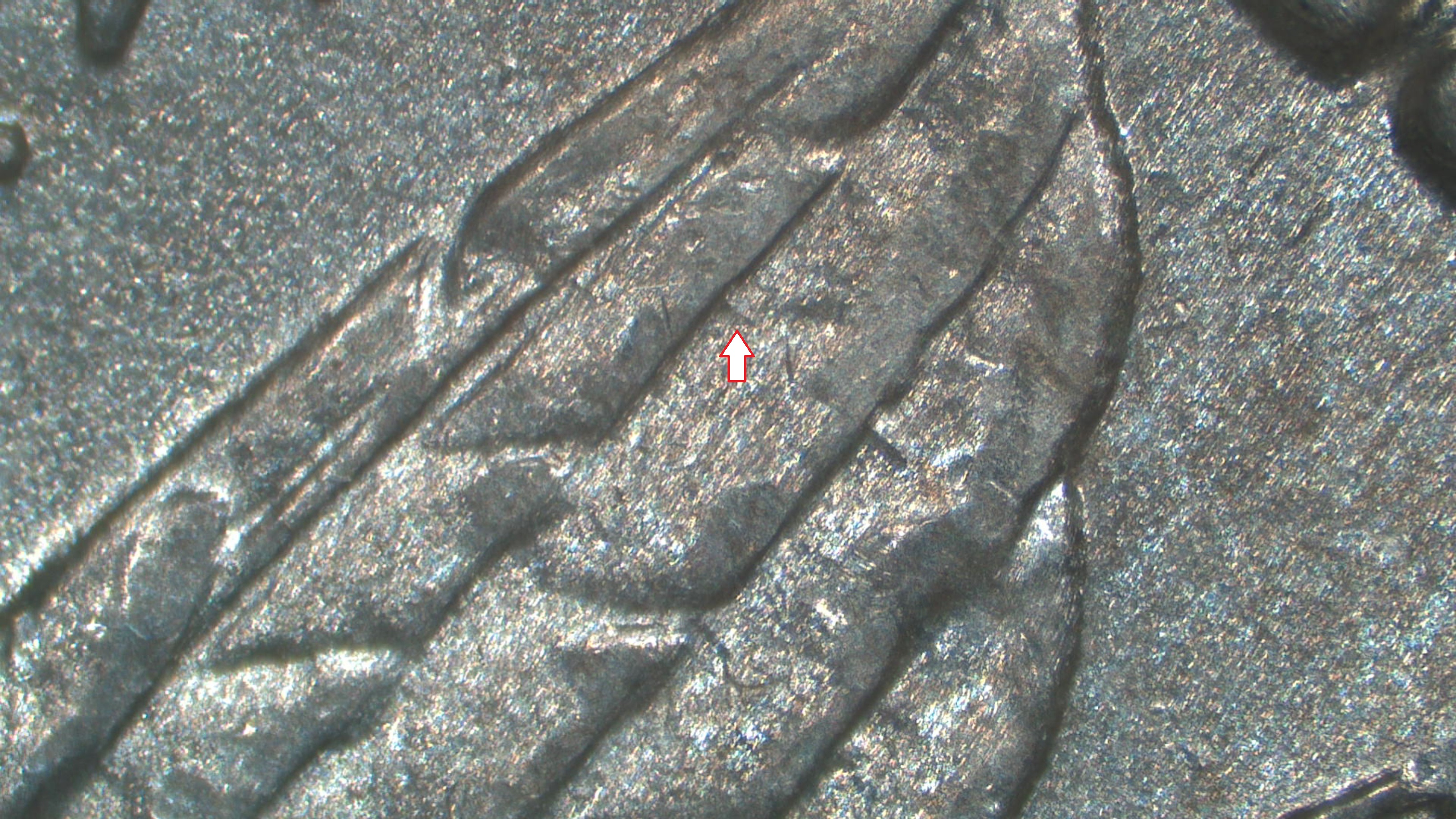 Image 28