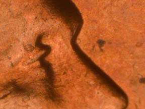 Image 23