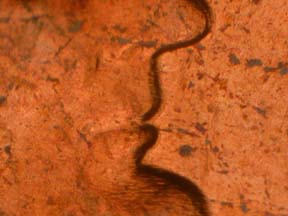 Image 32