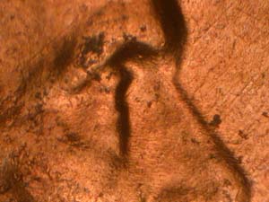 Image 61