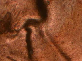 Image 38