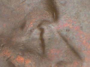 Image 50