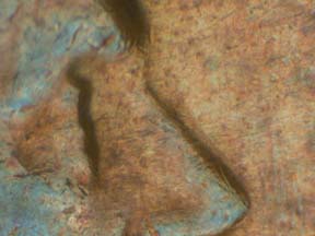 Image 24