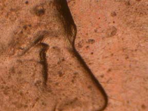 Image 23